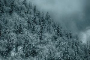 Winter, Bäume, Schnee
