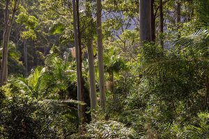 Australien, Regenwald