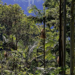 Australien, Regenwald