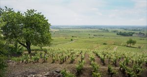 Szenenfoto - Der Wein und der Wind