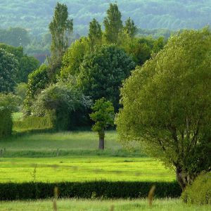 Belgien, Wiese