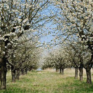 Baumblüte, Frühling