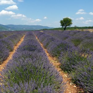 Provence