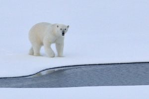 Eisbär