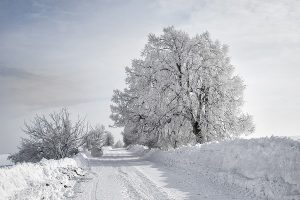 Baum und Schnee