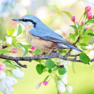 Frühling, Vogel