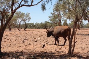 Outback, Australien