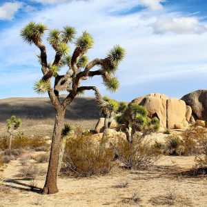 Joshua Tree Park