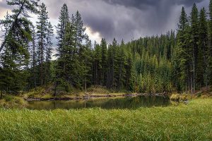 Harris Kapital sind die Wälder